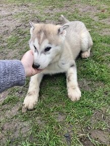 Sibírsky husky šteniatko