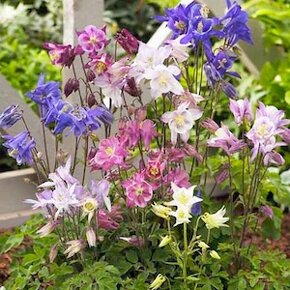 Orlíček obyčajný –Aquilegia vulgaris-prázdnokvetý a plnokvet