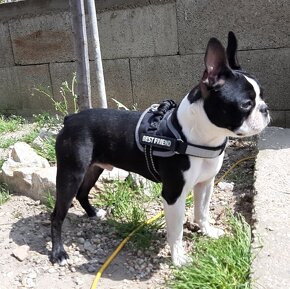 Boston,Bostonský teriér,Boston Terrier s PP - krytie