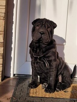 Sharpei štenniatko