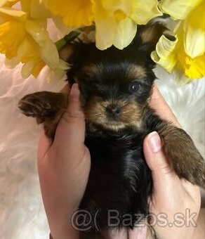 Yorkshire terrier, yorkshirsky terier, york