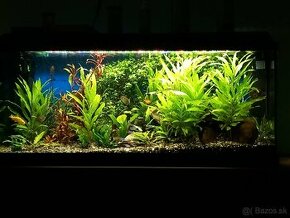 Predam.aquarium 200l - 1