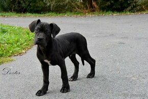 Cane Corso štěňátka s FCI PP - přátelská cena