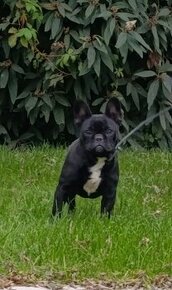 Francúzsky buldoček s PP/French bulldog