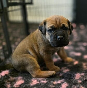 Šteniatka Cane Corso s PP