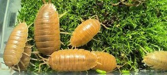 Predám isopody Porcellio laevis Orange.