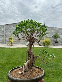 Bonsai Ficus Retusa