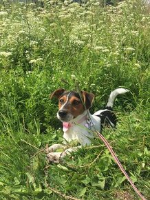 Jack Russell Terrier