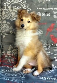 Štenietko Sheltie/ Šeltie s PP FCI