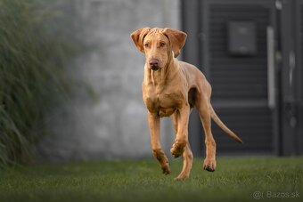 Rhodesian Ridgeback s PP k odberu