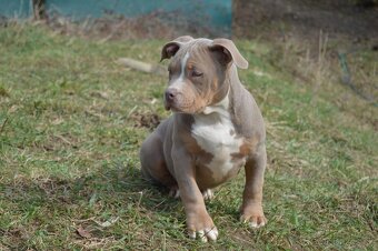 American bully ABKC standard