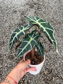 Alocasia POLLY