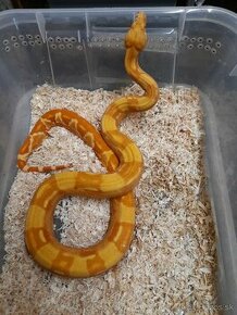 Boa constrictor supersunglow