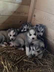 Sibírsky husky - šteniatka - CELÉ SLOVENSKO