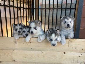 Sibírsky husky - šteniatka - CELÉ SLOVENSKO