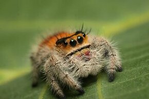 skákavka kráľovská - Phidippus regius