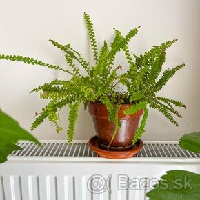 Papraď Nephrolepis cordifolia Duffy s kvetináčom