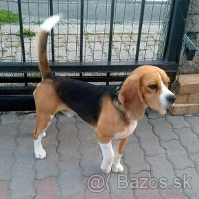 Predám čistokrvného bígla (bígl beagle) s PP - 1