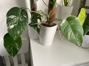 Monstera albo