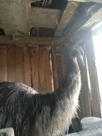 Emu hnedy