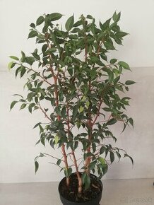 Ficus benjamina