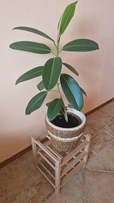 Ficus Elastica longifolia / Fikus / Gumovník S