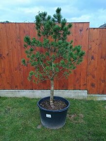 Borovica Pinus mugo columnaris - 1