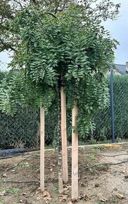 Sofora Japonska  Pendula