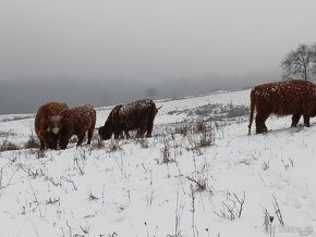 Predám Škótsky dobytok Highland