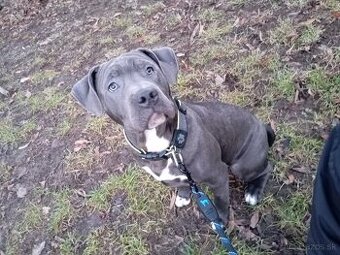 Americký Stafordširsky teriér (Amstaff)