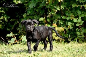 Cane Corso štěňátka s PP FCI - přátelská cena