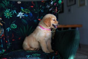 GOLDEN RETRIEVER-zlaty retrivr, zlaty retriever , american