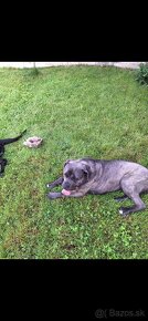 Cane corso šteniatka