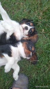 Cavalier king charlie spaniel