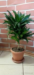 palma dracaena - 1