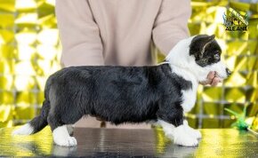 princezná Welsh Corgi Cardigan