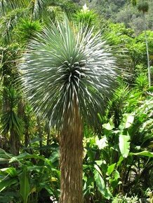 Yucca rostrata - semená