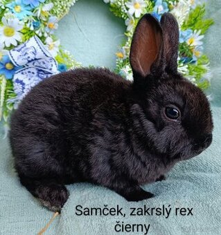 Zakrslý rex - samček čierny