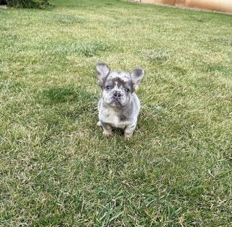 Francuzsky buldoček lilac tan fluffy merle pes