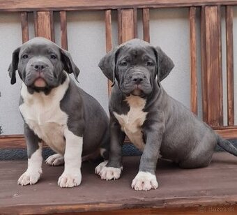 American Bully XL