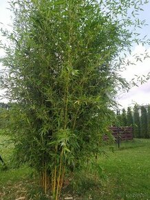 Bambus phyllostachys