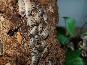 Porcellio laevis Dairy cow