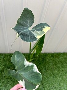 Alocasia Mickey Mouse