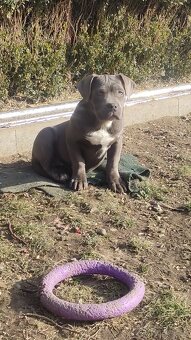 American bully