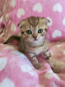 Scottish Fold / Škótsky Klapouchý Kocúrikovia s PP