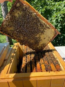 Včelí med zo Zamaguria