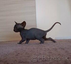 Sphynx