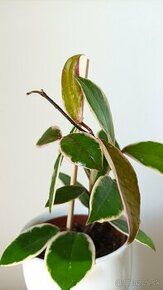 Hoya carnosa 'Krimson Queen' - červený sen