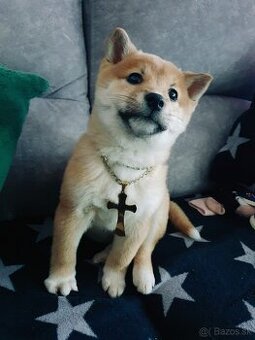 Shiba inu