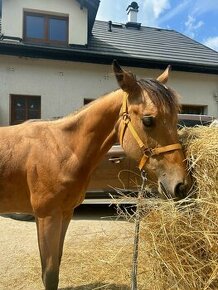 Roční American Quarter Horse klisna, nominace na Futurity